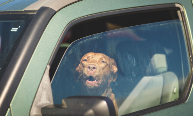Politiet med klar melding til hundeeiere: - Skjerp dere!